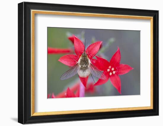Wyoming, Sublette County, Bee Fly with Proboscis on Scarlet Gilia-Elizabeth Boehm-Framed Photographic Print