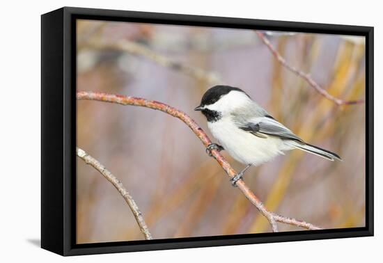 Wyoming, Sublette County, Black Capped Chickadee Perched on Will Stem-Elizabeth Boehm-Framed Premier Image Canvas