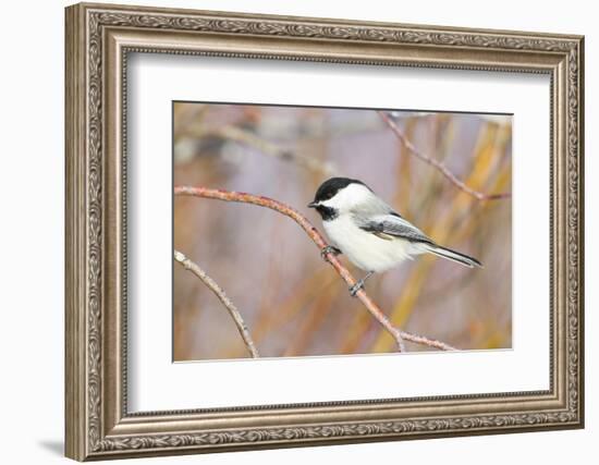 Wyoming, Sublette County, Black Capped Chickadee Perched on Will Stem-Elizabeth Boehm-Framed Photographic Print