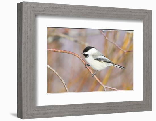 Wyoming, Sublette County, Black Capped Chickadee Perched on Will Stem-Elizabeth Boehm-Framed Photographic Print