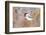 Wyoming, Sublette County, Black Capped Chickadee Perched on Will Stem-Elizabeth Boehm-Framed Photographic Print