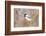 Wyoming, Sublette County, Black Capped Chickadee Perched on Will Stem-Elizabeth Boehm-Framed Photographic Print