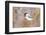 Wyoming, Sublette County, Black Capped Chickadee Perched on Will Stem-Elizabeth Boehm-Framed Photographic Print