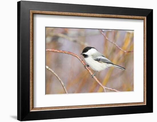 Wyoming, Sublette County, Black Capped Chickadee Perched on Will Stem-Elizabeth Boehm-Framed Photographic Print