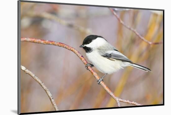 Wyoming, Sublette County, Black Capped Chickadee Perched on Will Stem-Elizabeth Boehm-Mounted Photographic Print