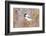 Wyoming, Sublette County, Black Capped Chickadee Perched on Will Stem-Elizabeth Boehm-Framed Photographic Print