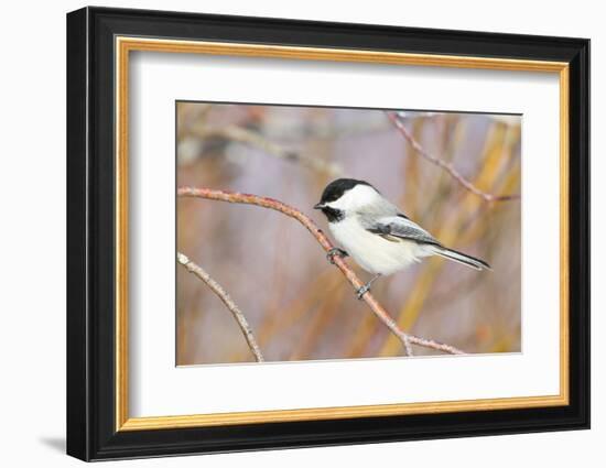 Wyoming, Sublette County, Black Capped Chickadee Perched on Will Stem-Elizabeth Boehm-Framed Photographic Print