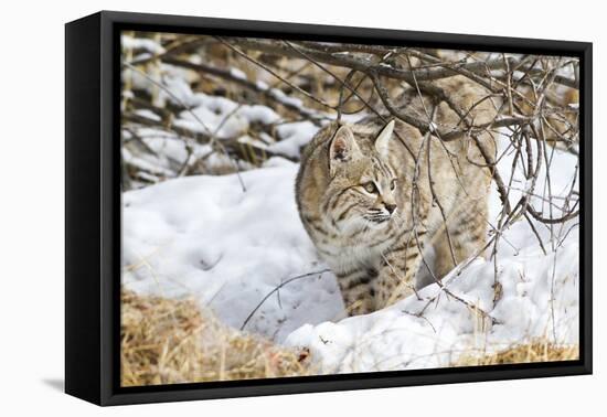 Wyoming, Sublette County, Bobcat in Winter-Elizabeth Boehm-Framed Premier Image Canvas