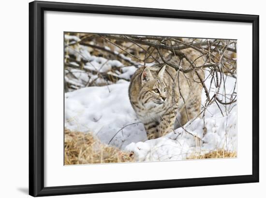 Wyoming, Sublette County, Bobcat in Winter-Elizabeth Boehm-Framed Photographic Print