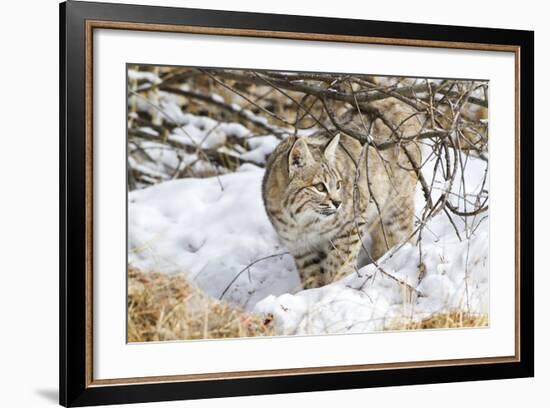 Wyoming, Sublette County, Bobcat in Winter-Elizabeth Boehm-Framed Photographic Print