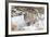 Wyoming, Sublette County, Bobcat in Winter-Elizabeth Boehm-Framed Photographic Print