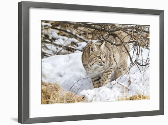 Wyoming, Sublette County, Bobcat in Winter-Elizabeth Boehm-Framed Photographic Print