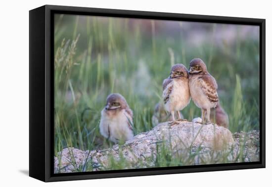 Wyoming, Sublette County, Burrowing Owl Chicks Stand at the Burrow Entrance and Lean on Each Other-Elizabeth Boehm-Framed Premier Image Canvas