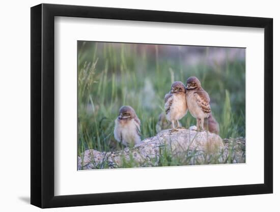Wyoming, Sublette County, Burrowing Owl Chicks Stand at the Burrow Entrance and Lean on Each Other-Elizabeth Boehm-Framed Photographic Print