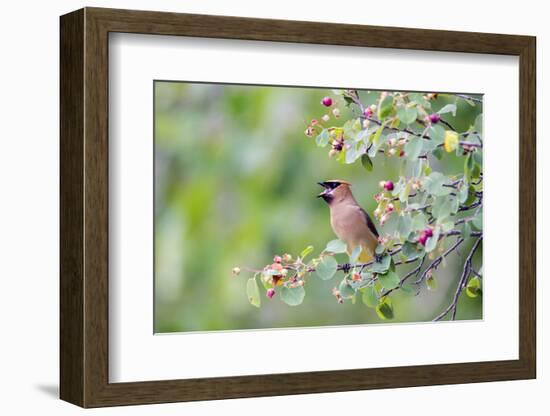 Wyoming, Sublette County, Cedar Waxwing Eating from a Serviceberry-Elizabeth Boehm-Framed Photographic Print