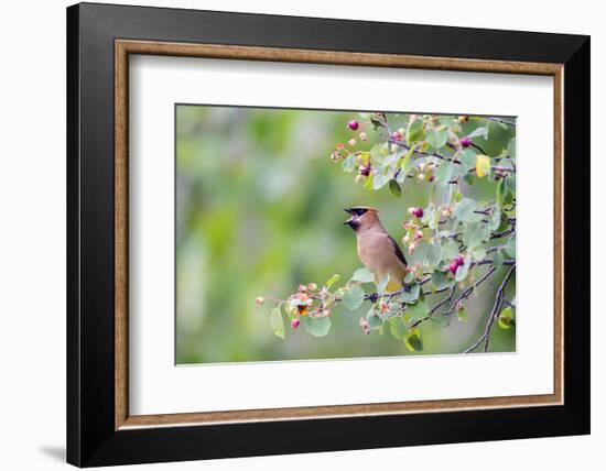 Wyoming, Sublette County, Cedar Waxwing Eating from a Serviceberry-Elizabeth Boehm-Framed Photographic Print