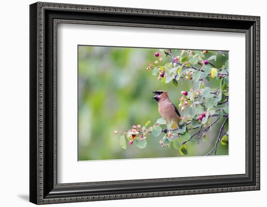 Wyoming, Sublette County, Cedar Waxwing Eating from a Serviceberry-Elizabeth Boehm-Framed Photographic Print