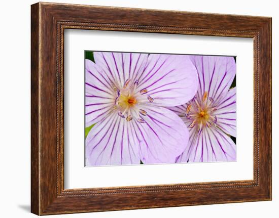 Wyoming, Sublette County, Close Up of Two Sticky Geranium Flowers-Elizabeth Boehm-Framed Photographic Print