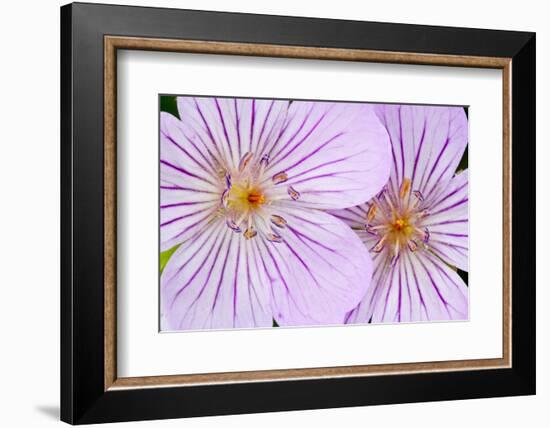 Wyoming, Sublette County, Close Up of Two Sticky Geranium Flowers-Elizabeth Boehm-Framed Photographic Print