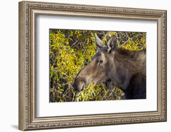 Wyoming, Sublette County, Cow Moose Feeding on Autumn Willows-Elizabeth Boehm-Framed Photographic Print