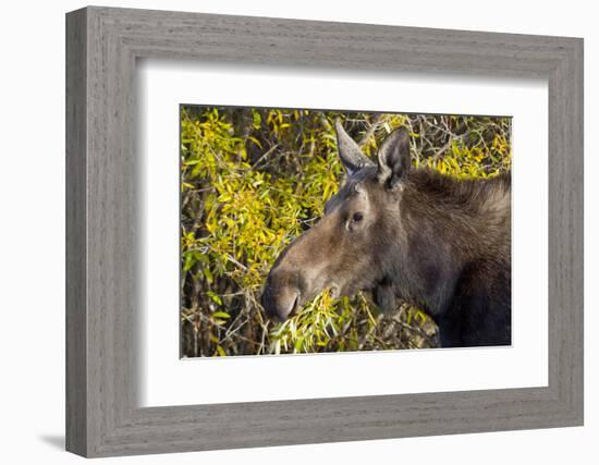 Wyoming, Sublette County, Cow Moose Feeding on Autumn Willows-Elizabeth Boehm-Framed Photographic Print
