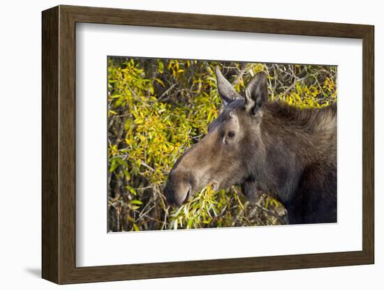 Wyoming, Sublette County, Cow Moose Feeding on Autumn Willows-Elizabeth Boehm-Framed Photographic Print