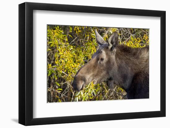 Wyoming, Sublette County, Cow Moose Feeding on Autumn Willows-Elizabeth Boehm-Framed Photographic Print