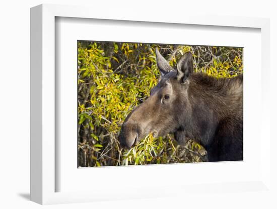 Wyoming, Sublette County, Cow Moose Feeding on Autumn Willows-Elizabeth Boehm-Framed Photographic Print