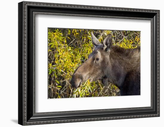 Wyoming, Sublette County, Cow Moose Feeding on Autumn Willows-Elizabeth Boehm-Framed Photographic Print