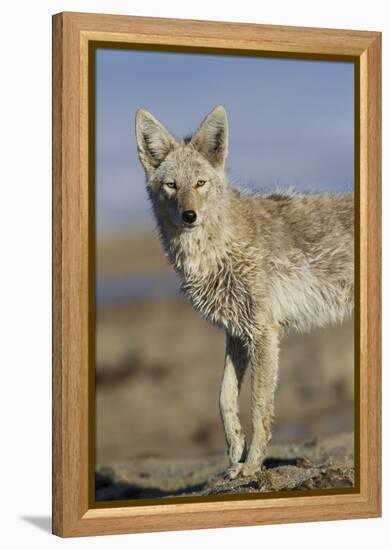 Wyoming, Sublette County, Coyote Walking Along Beach-Elizabeth Boehm-Framed Premier Image Canvas