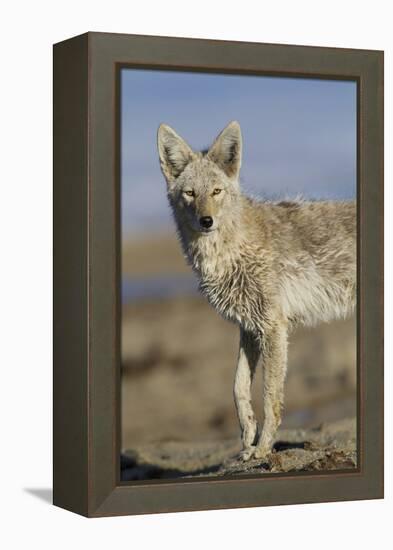 Wyoming, Sublette County, Coyote Walking Along Beach-Elizabeth Boehm-Framed Premier Image Canvas