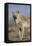Wyoming, Sublette County, Coyote Walking Along Beach-Elizabeth Boehm-Framed Premier Image Canvas