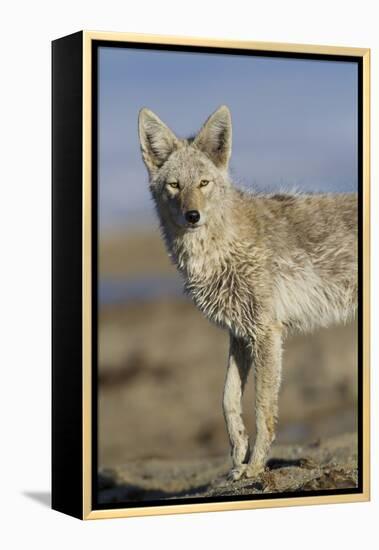 Wyoming, Sublette County, Coyote Walking Along Beach-Elizabeth Boehm-Framed Premier Image Canvas