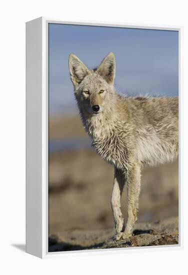 Wyoming, Sublette County, Coyote Walking Along Beach-Elizabeth Boehm-Framed Premier Image Canvas