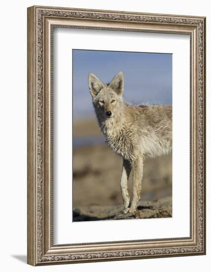 Wyoming, Sublette County, Coyote Walking Along Beach-Elizabeth Boehm-Framed Photographic Print