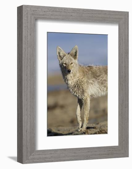 Wyoming, Sublette County, Coyote Walking Along Beach-Elizabeth Boehm-Framed Photographic Print