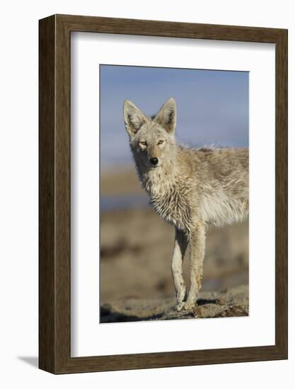 Wyoming, Sublette County, Coyote Walking Along Beach-Elizabeth Boehm-Framed Photographic Print