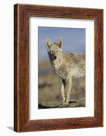 Wyoming, Sublette County, Coyote Walking Along Beach-Elizabeth Boehm-Framed Photographic Print