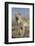 Wyoming, Sublette County, Coyote Walking Along Beach-Elizabeth Boehm-Framed Photographic Print