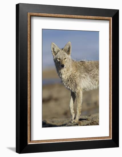 Wyoming, Sublette County, Coyote Walking Along Beach-Elizabeth Boehm-Framed Photographic Print