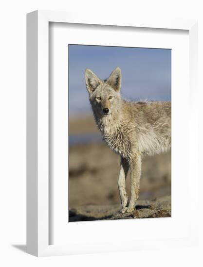 Wyoming, Sublette County, Coyote Walking Along Beach-Elizabeth Boehm-Framed Photographic Print