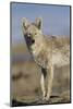 Wyoming, Sublette County, Coyote Walking Along Beach-Elizabeth Boehm-Mounted Photographic Print