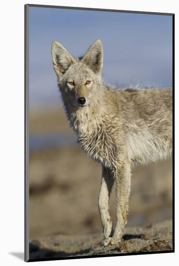 Wyoming, Sublette County, Coyote Walking Along Beach-Elizabeth Boehm-Mounted Photographic Print