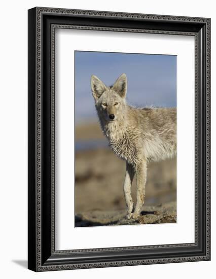 Wyoming, Sublette County, Coyote Walking Along Beach-Elizabeth Boehm-Framed Photographic Print