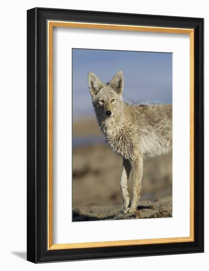 Wyoming, Sublette County, Coyote Walking Along Beach-Elizabeth Boehm-Framed Photographic Print