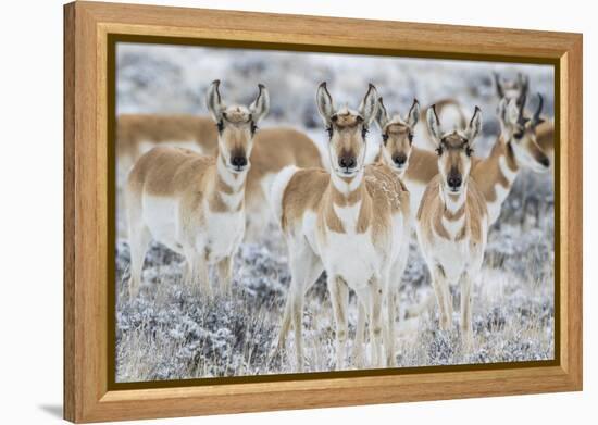 Wyoming, Sublette County. Curious group of pronghorn standing in sagebrush during the wintertime-Elizabeth Boehm-Framed Premier Image Canvas