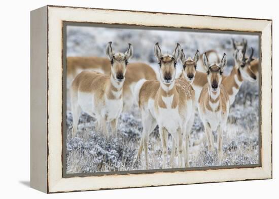 Wyoming, Sublette County. Curious group of pronghorn standing in sagebrush during the wintertime-Elizabeth Boehm-Framed Premier Image Canvas