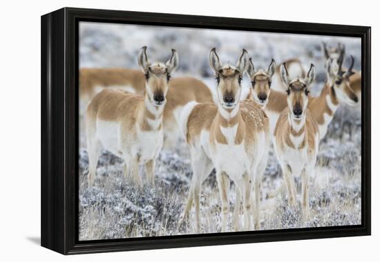 Wyoming, Sublette County. Curious group of pronghorn standing in sagebrush during the wintertime-Elizabeth Boehm-Framed Premier Image Canvas