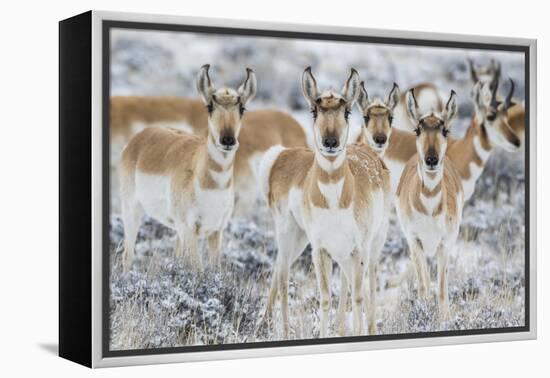 Wyoming, Sublette County. Curious group of pronghorn standing in sagebrush during the wintertime-Elizabeth Boehm-Framed Premier Image Canvas