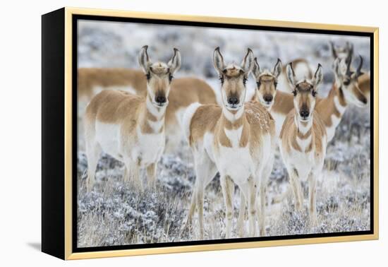 Wyoming, Sublette County. Curious group of pronghorn standing in sagebrush during the wintertime-Elizabeth Boehm-Framed Premier Image Canvas